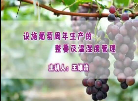 设施葡萄周年生产的整蔓及温湿度管理